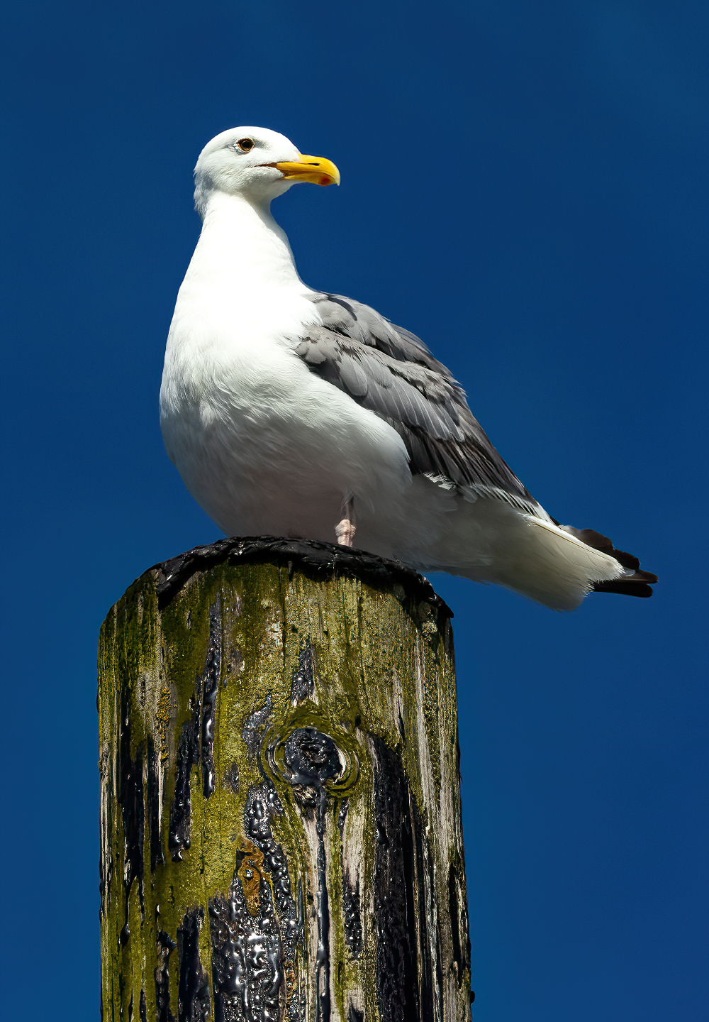 Washington Coast Seagull
